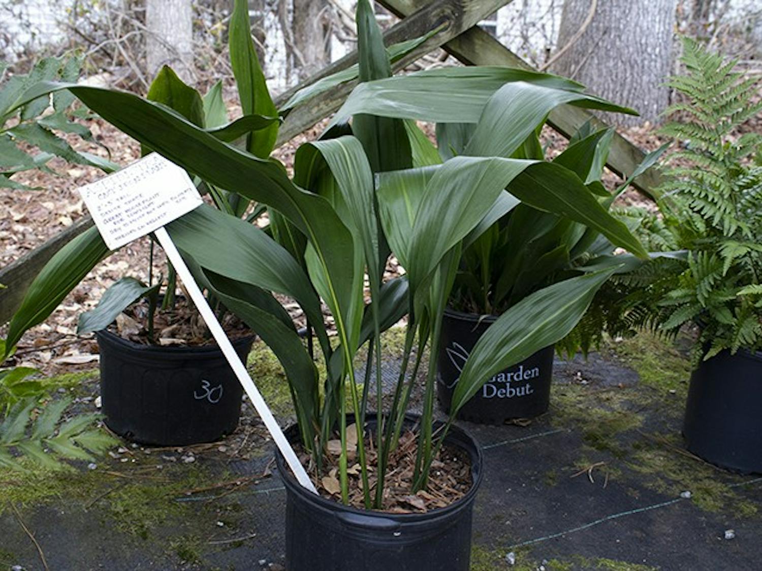 CAST-IRON- Aspidistra elatior, or the cast-iron plant, can grow just about anywhere. Not only does it require low to medium light, but it also doesn’t need a lot of water. It is recommended that the soil be completely dry before watering and that some humidity is provided every two to three days to give your plant the best chance at growing. This plant also flowers, producing white seed heads. 