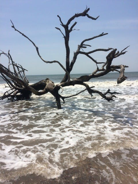 Botany Bay Plantation is a beautiful and secluded wildlife preserve that is rich in history and wildlife.