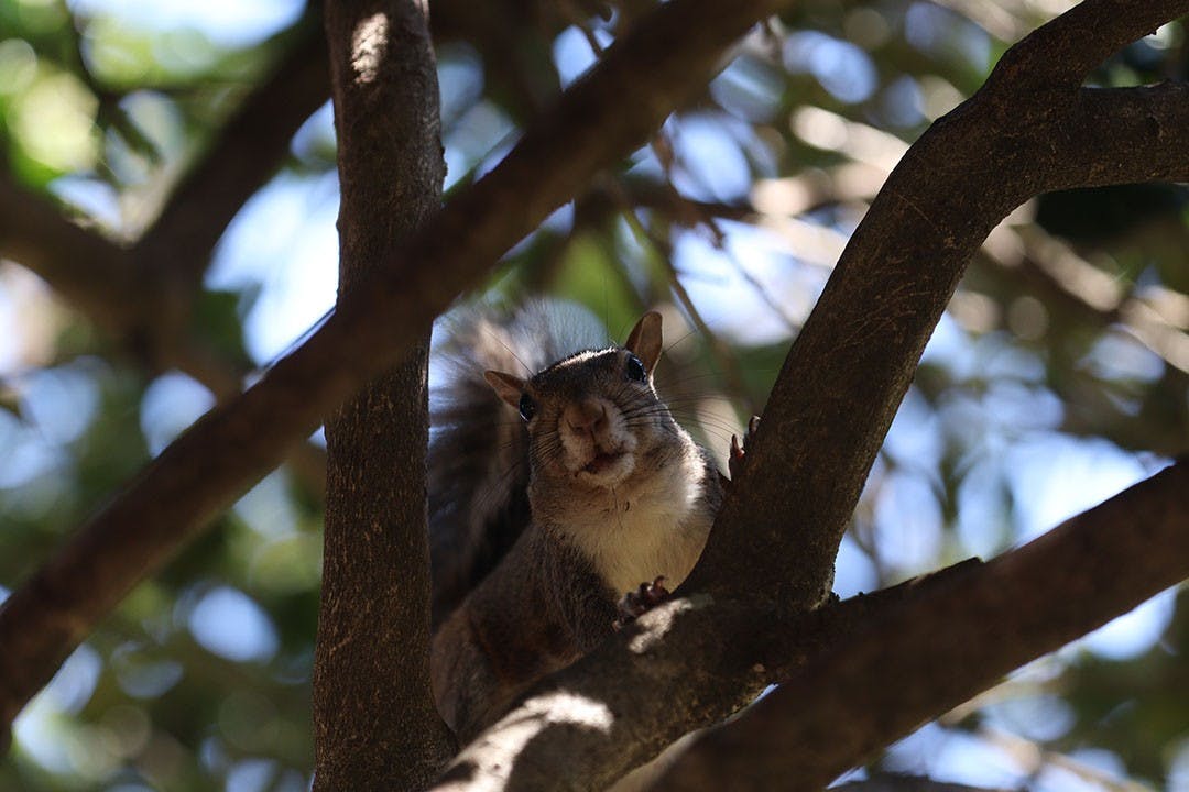 A squirrel sits on a branch in a tree outside of Russell House.