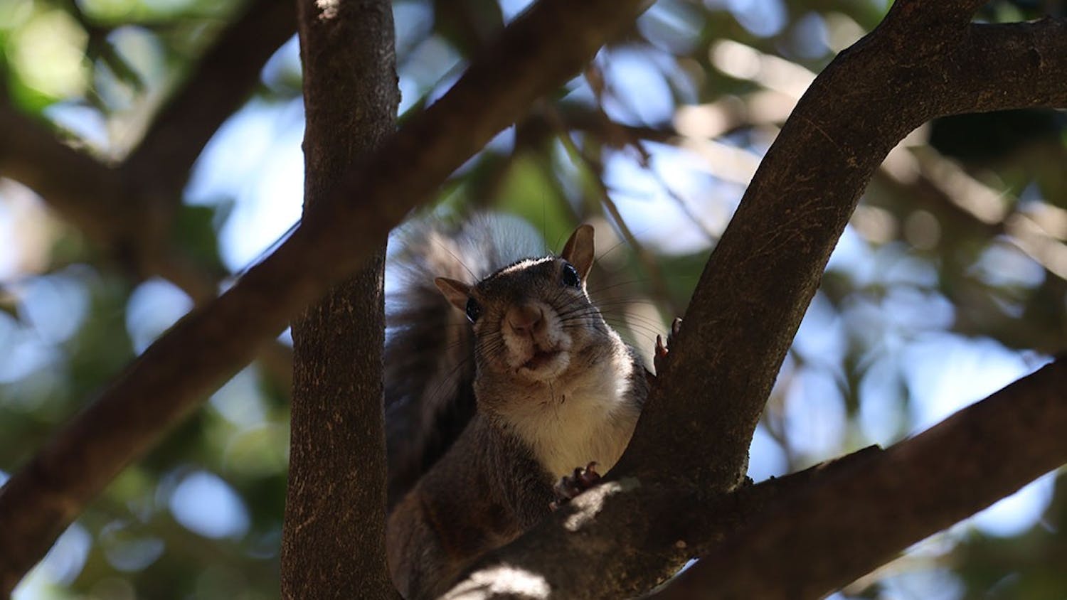 A squirrel sits on a branch in a tree outside of Russell House.