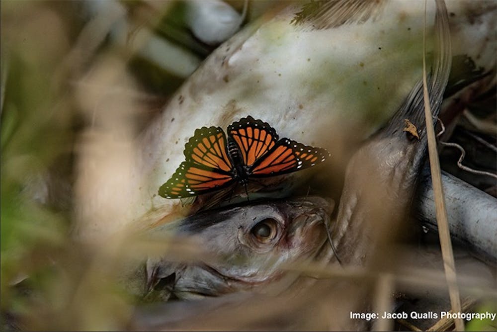 A butterfly sitting on a dead fish that washed up from the river.