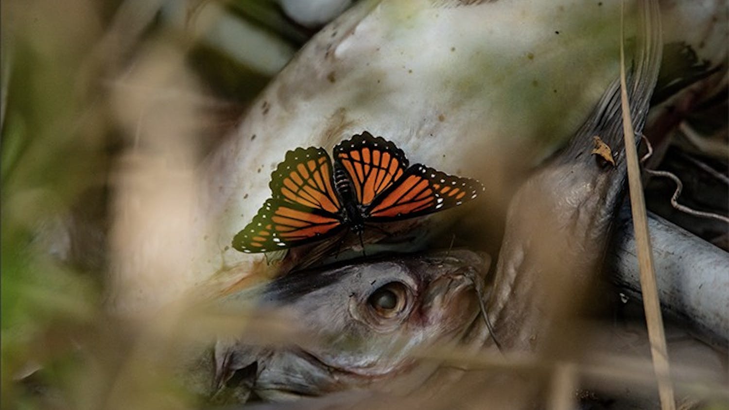 A butterfly sitting on a dead fish that washed up from the river.