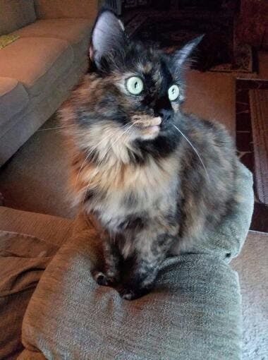 Lucille loves cuddling up and sleeping on your chest.