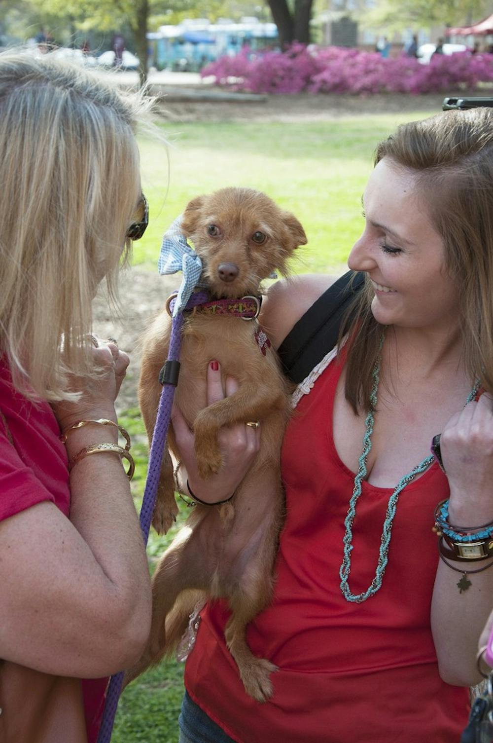 doggiefashionshow_brianalmond_006