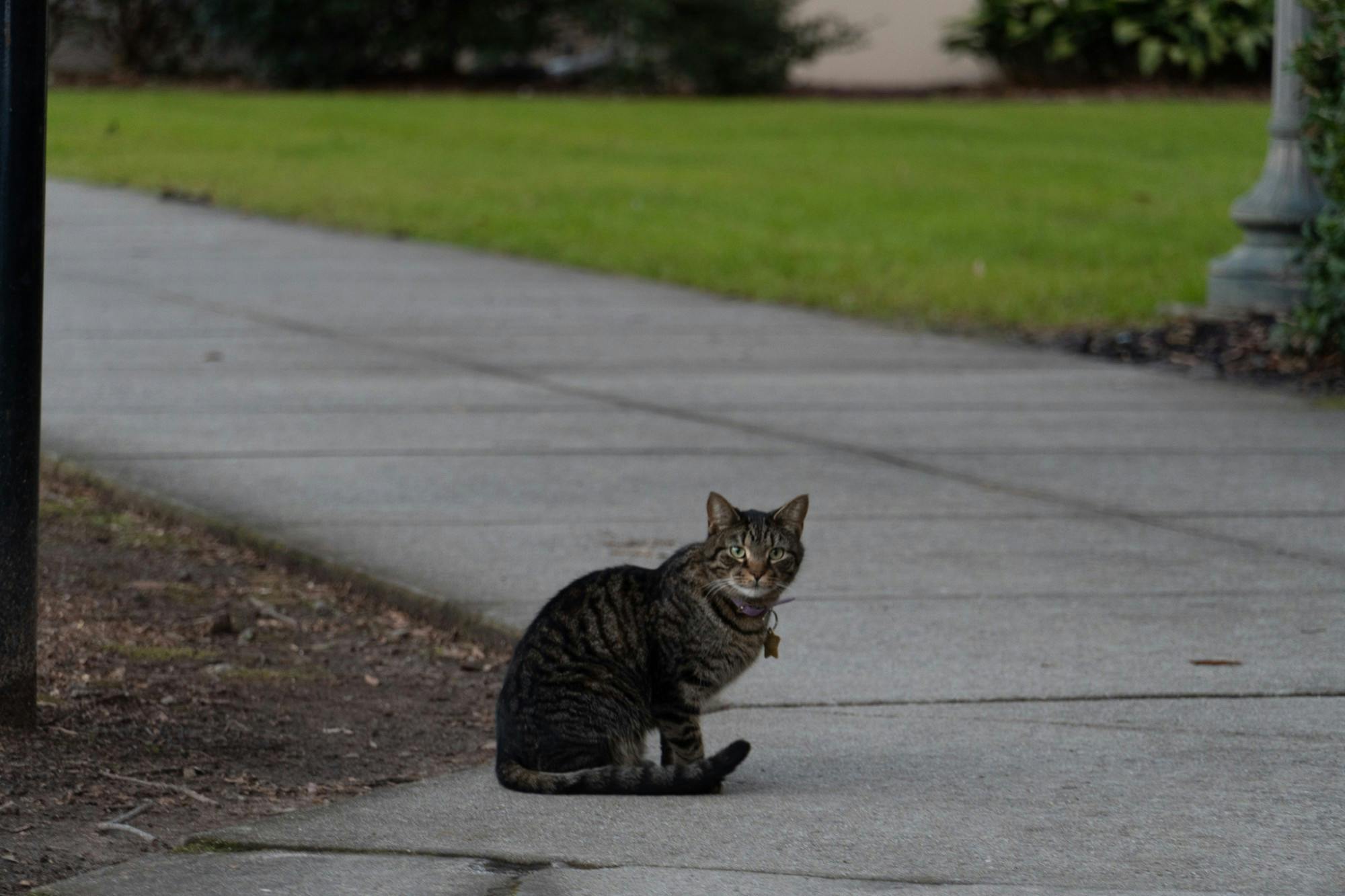 A cat sits outside on the pathway to campus on Feb. 9, 2022. The Carolina campus is home to several animals including birds, squirrels and cats