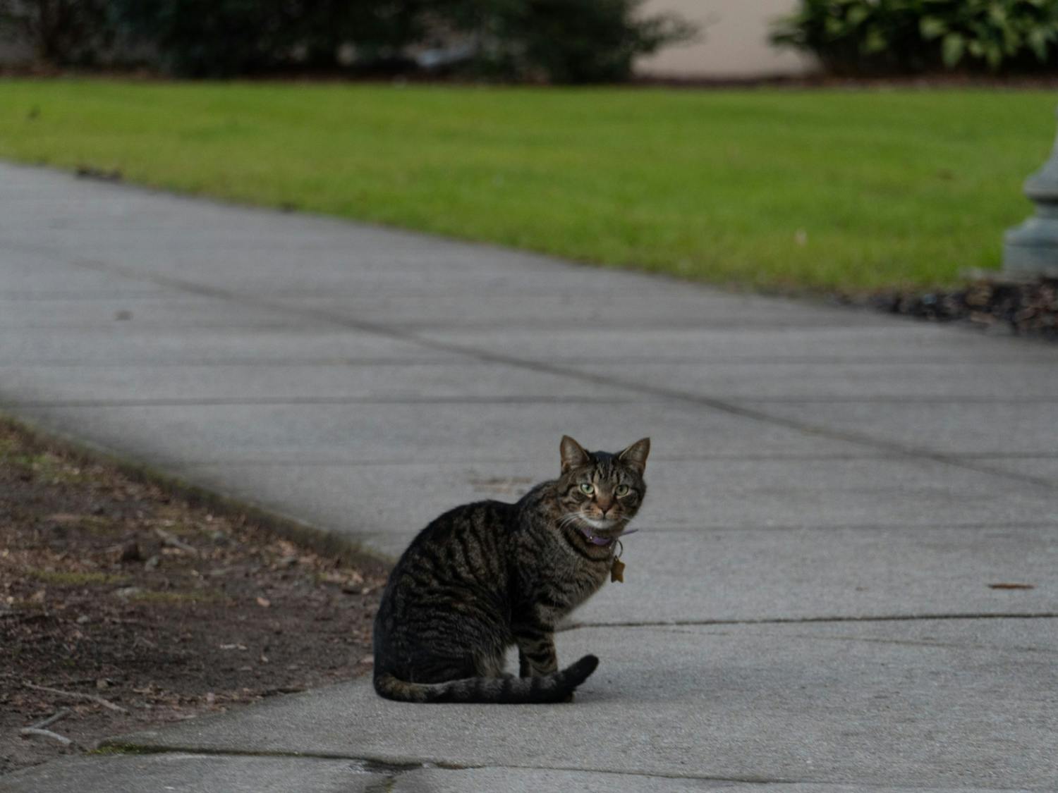 A cat sits outside on the pathway to campus on Feb. 9, 2022. The Carolina campus is home to several animals including birds, squirrels and cats