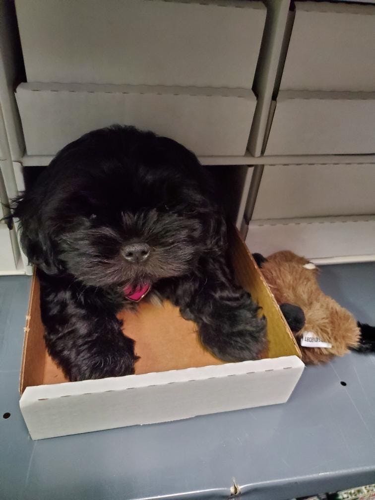 Toto loves to play with cats.