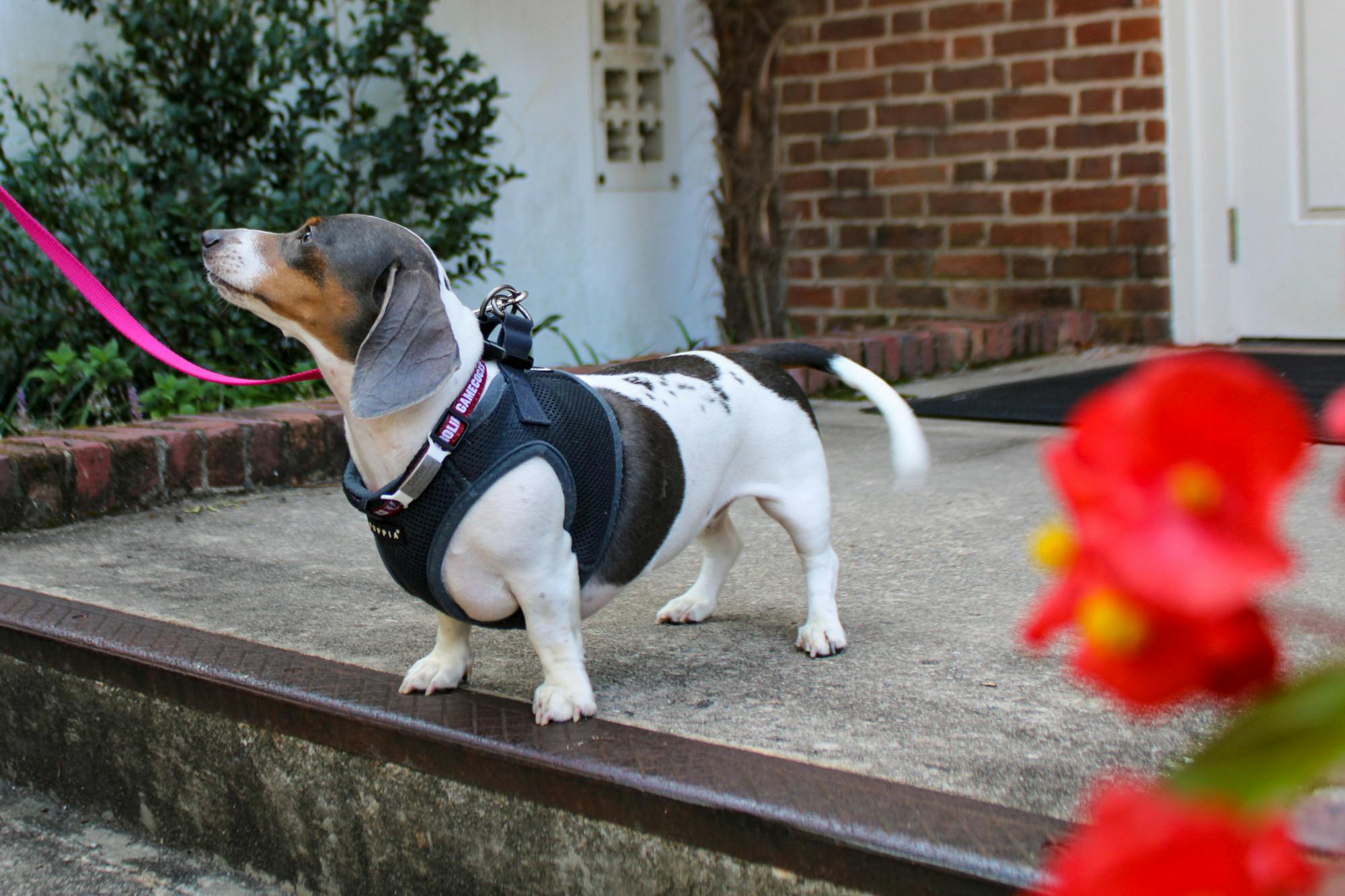 A multicolored dachshund stands on a step in Columbia, S.C. during a community dachshund walk held by Dachshunds of Columbia on Sept. 17, 2022. The Columbia dog-walking group gathered with their furry friends for a walk through USC's Horseshoe on Saturday morning.