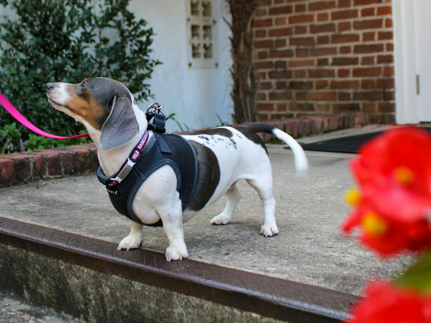 A multicolored dachshund stands on a step in Columbia, S.C. during a community dachshund walk held by Dachshunds of Columbia on Sept. 17, 2022. The Columbia dog-walking group gathered with their furry friends for a walk through USC's Horseshoe on Saturday morning.