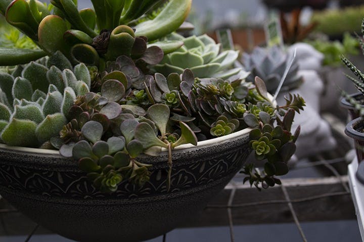 SUCCULENTS- Succulents are the perfect plant for students with busy schedules. Succulents come in a variety of colors, styles and types. They only need to be watered every two weeks or so, and even when forgotten, they tend to thrive. It's okay to put these guys on your windowsill and forget about them. When their leaves start to wrinkle a little bit, give them some water, and you’re all set.