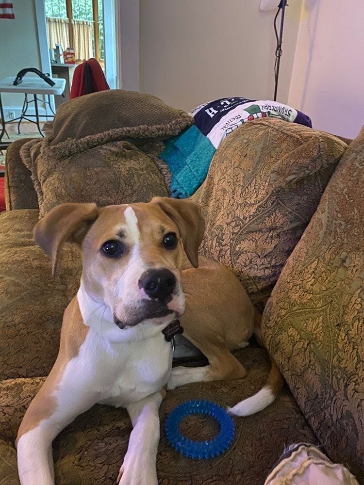 Jameson has never seen a stick he didn't want to eat.