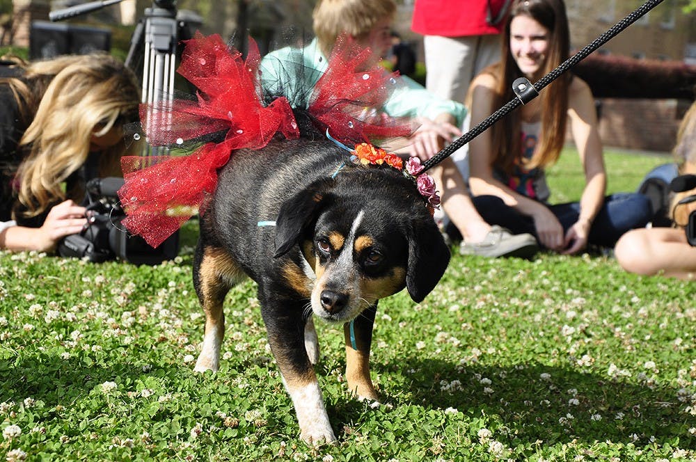 doggiefashionshow_brianalmond_014