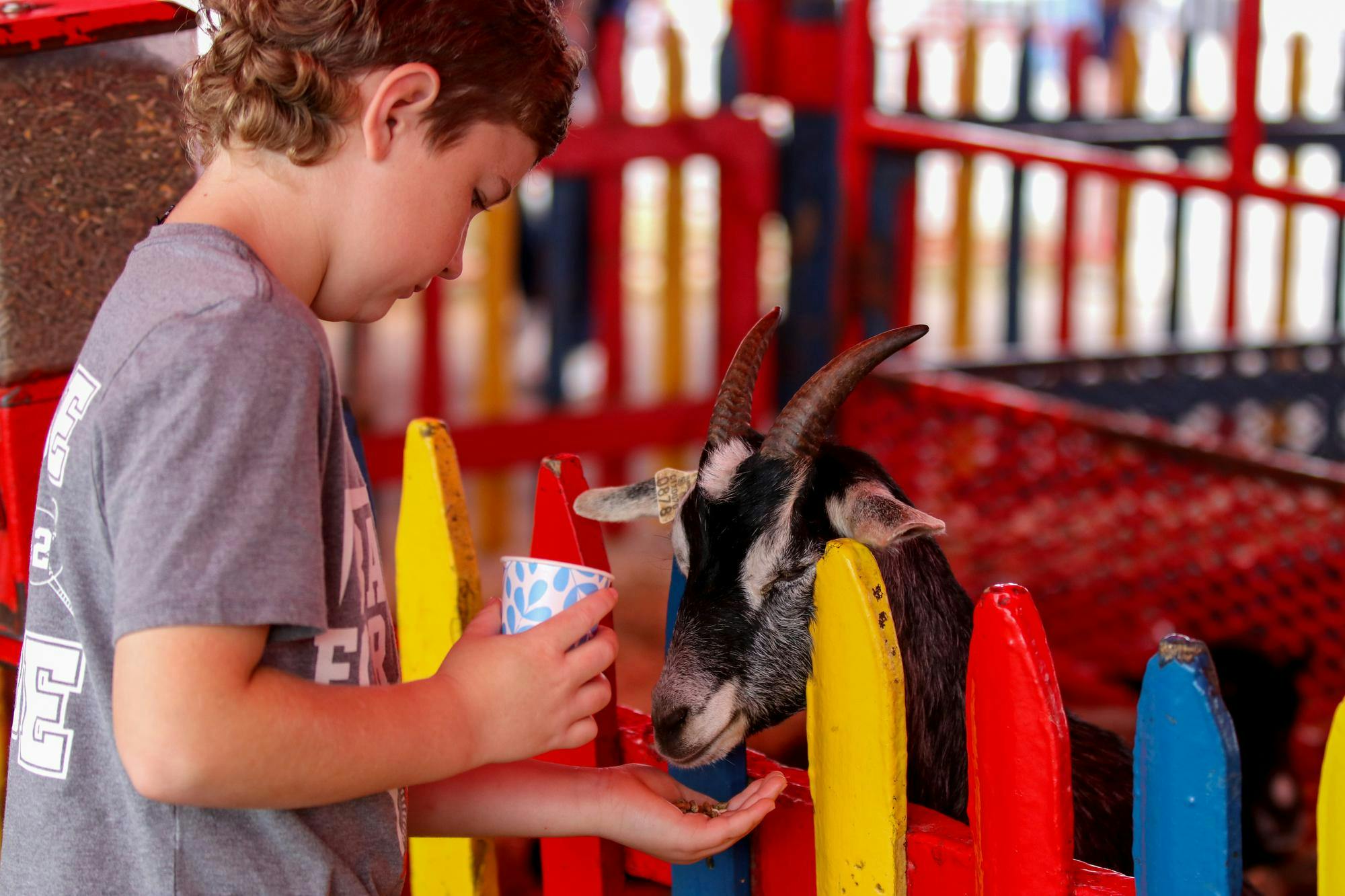A little boy feeds one of the goats at the Commerford Petting Zoo at the South Carolina State Fair on Oct. 10, 2025. The Commerfords have been raising domestic and exotic animals for over 50 years.