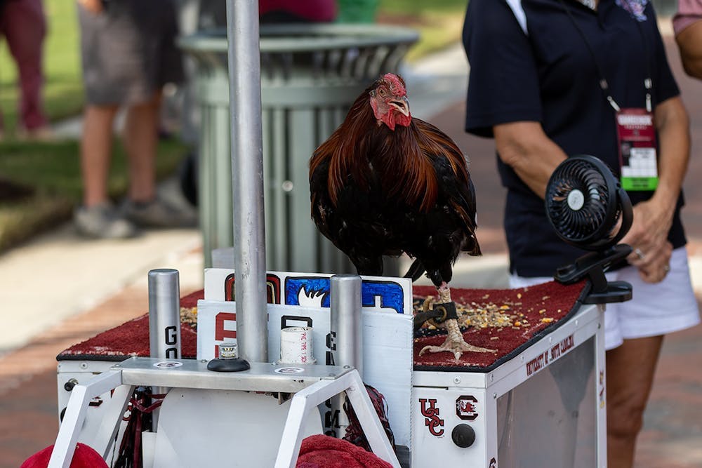 <p>鶹С򽴫ý's live mascot perches on his robotic tank during the Gamecock Walk on Nov. 6, 2021, in Columbia, S.C. The mascot is now called The General, the university announced on Aug. 29, 2022.</p>