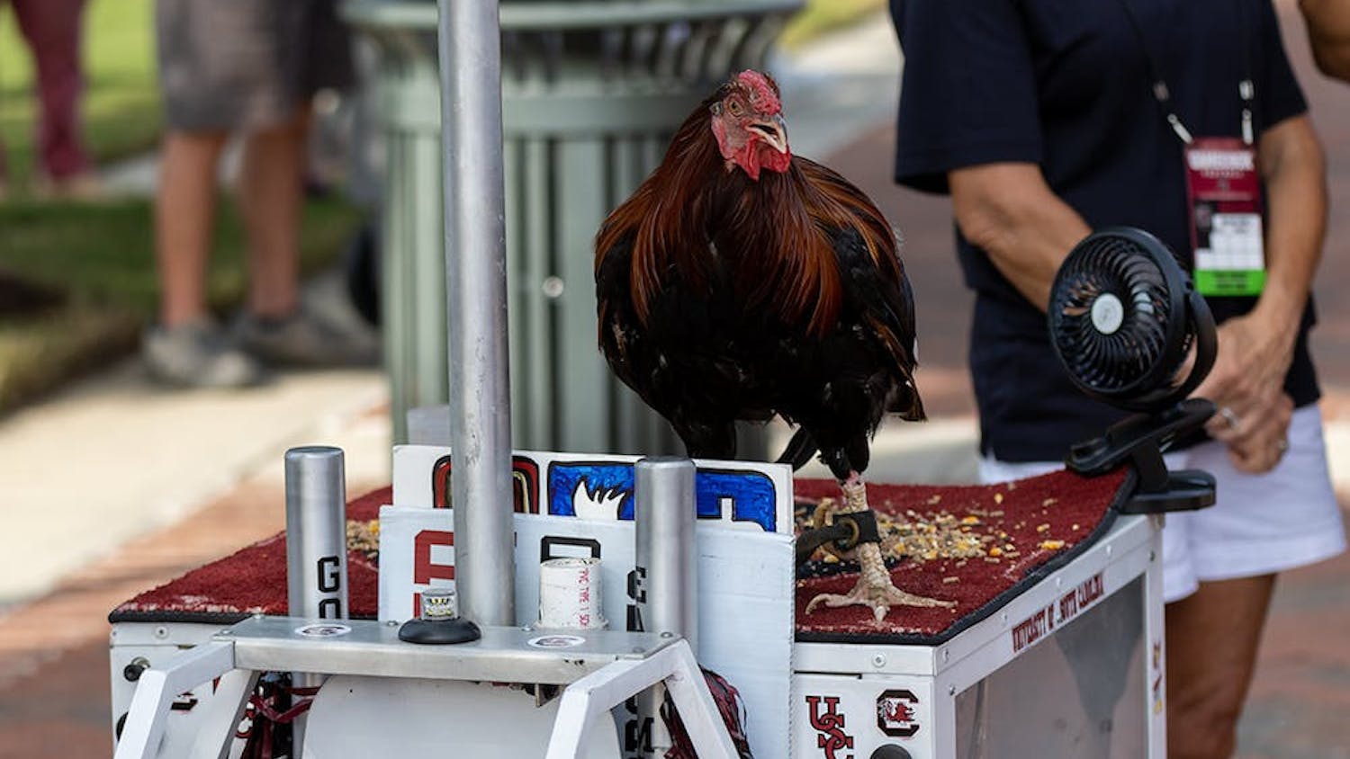 USC's live mascot perches on his robotic tank during the Gamecock Walk on Nov. 6, 2021, in Columbia, S.C. The mascot is now called The General, the university announced on Aug. 29, 2022.