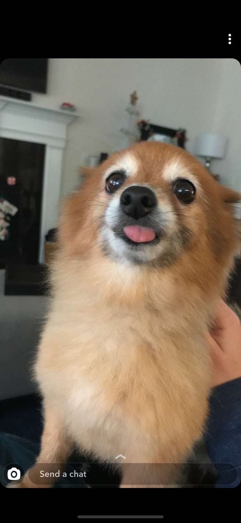 Kimmy only has four teeth and loves to give kisses.