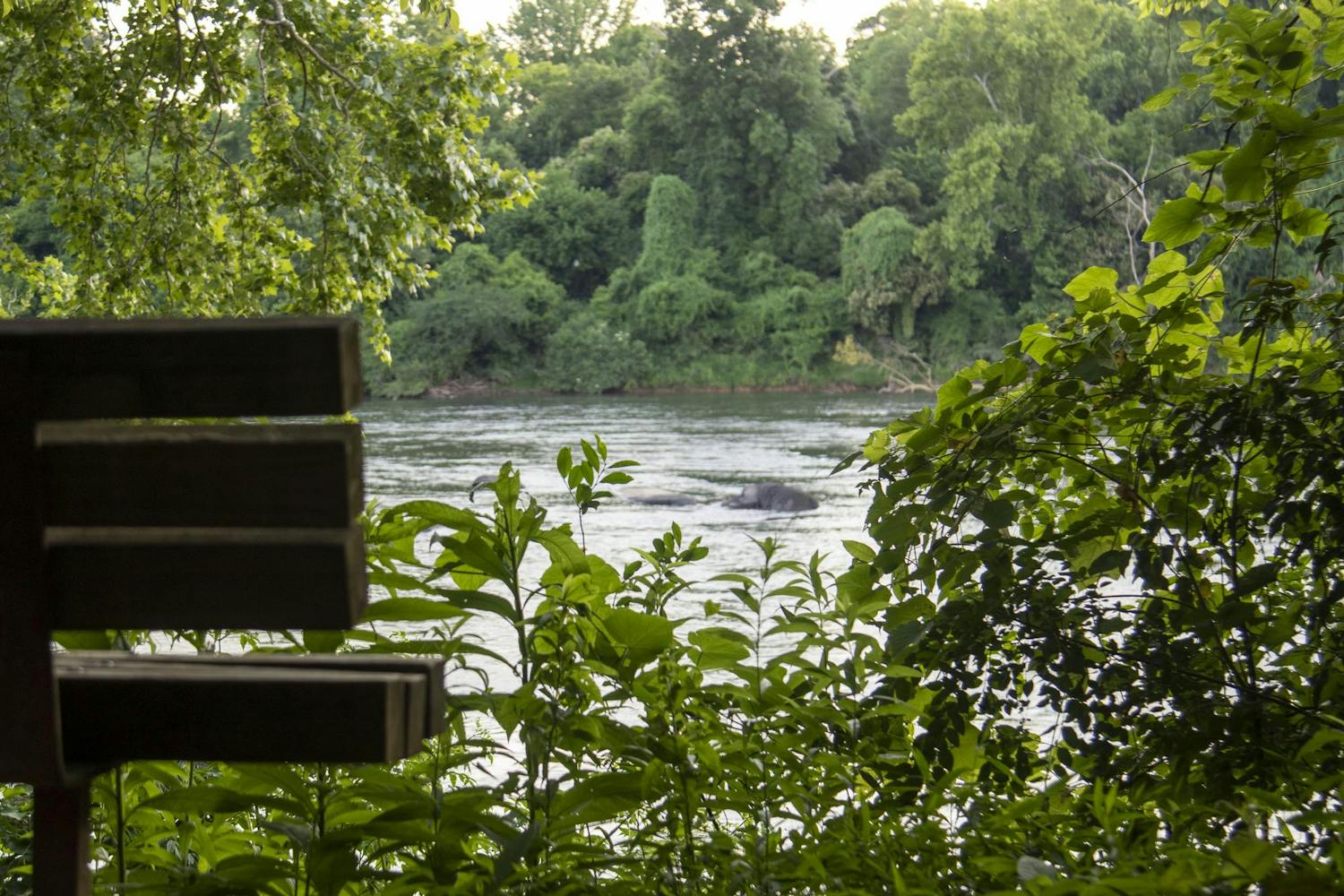 A view from behind a bench off of the Congaree River on June 9, 2024. The Congaree River is 50 miles long but branches into many different rivers.