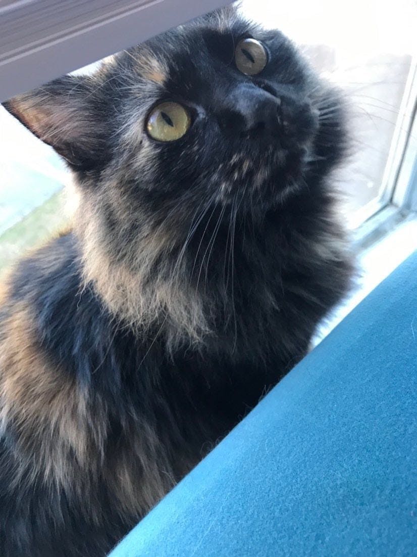 Olive just turned one.