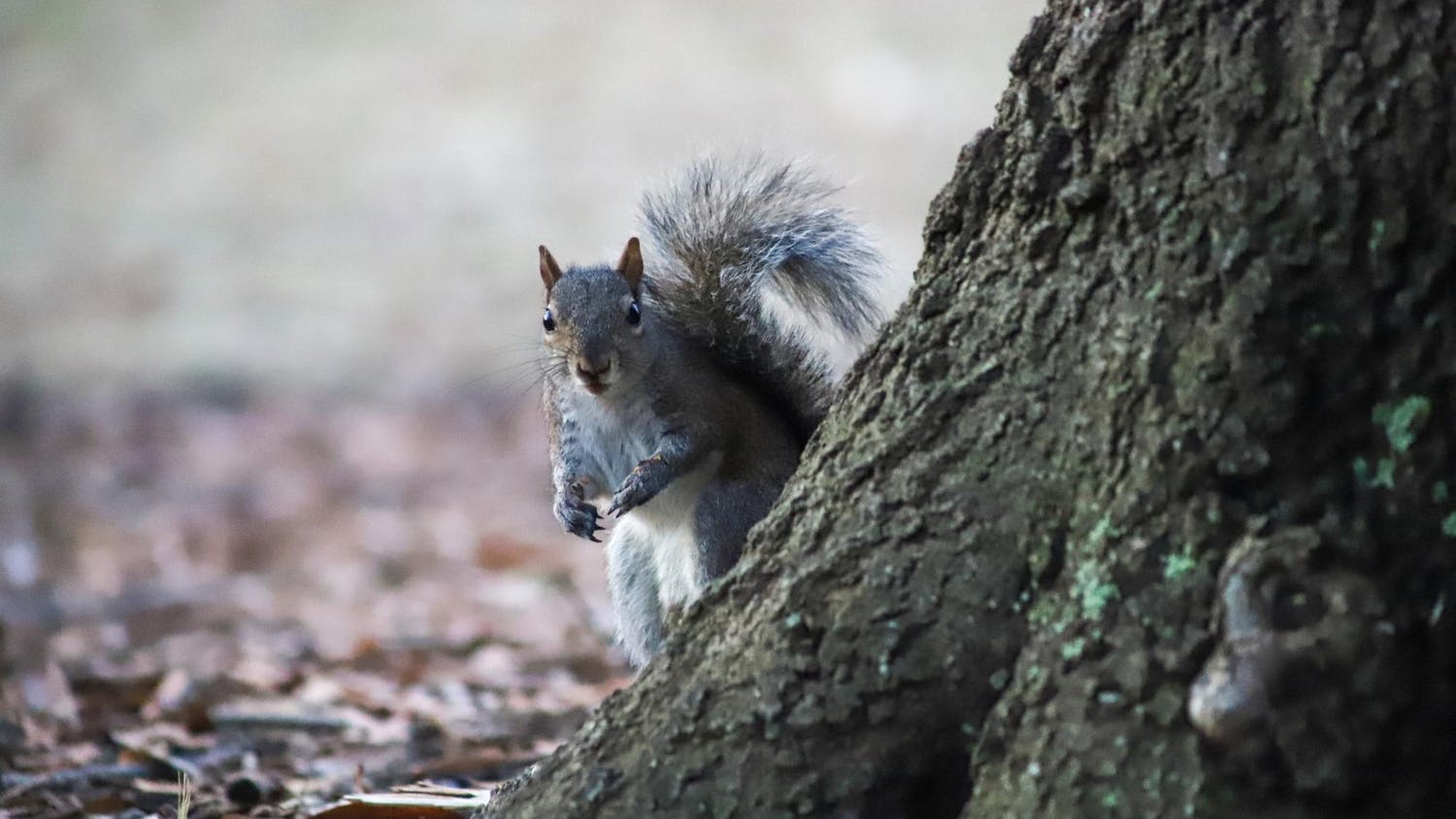 FILE - A squirrel sits at the root of a tree on the Horseshoe in Columbia, SC on Jan. 30, 2023. The Horseshoe is one of many places that squirrels frequent on the University of South Carolina campus.