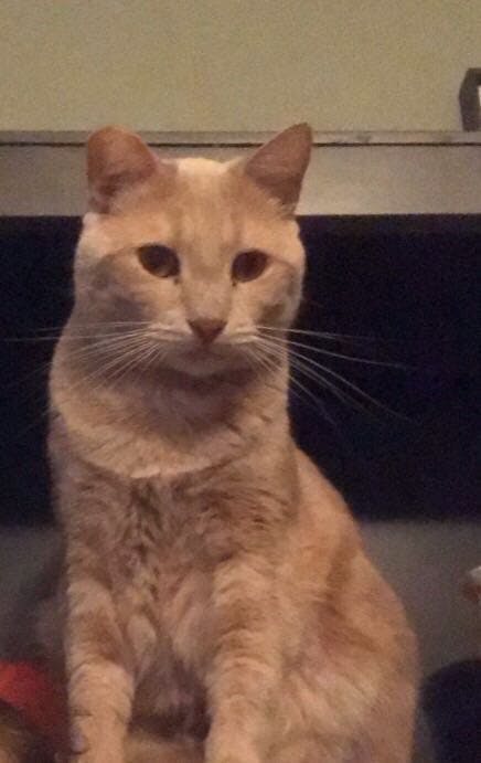 Apollo loves to steal chicken nuggets, especially from Chick-fil-A.