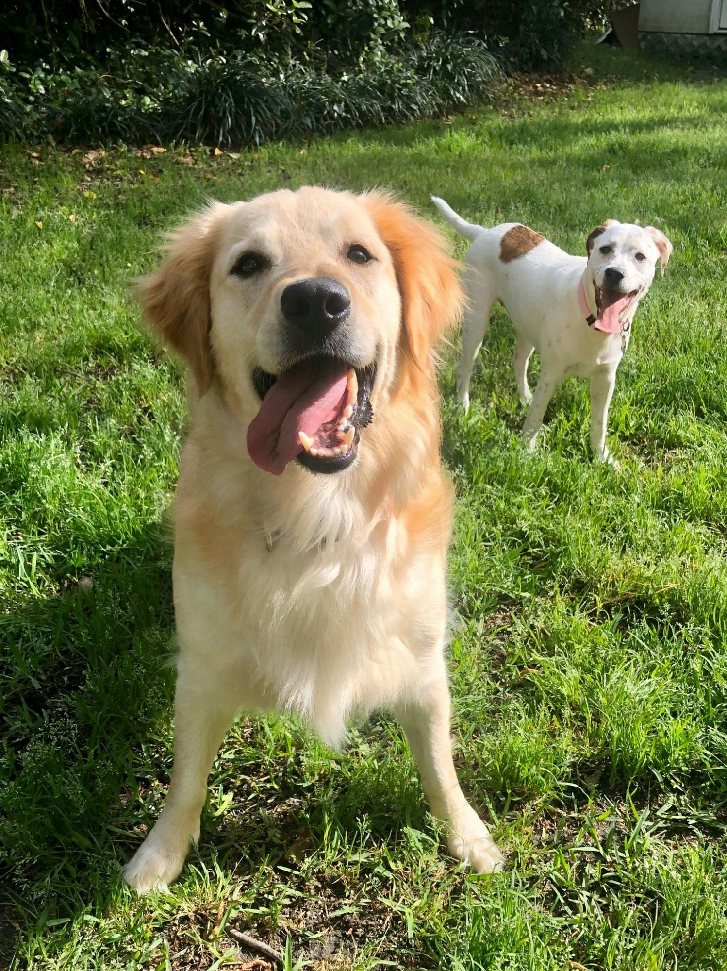Charlie (left) and Sweet Dee (right) love eating each other's food.