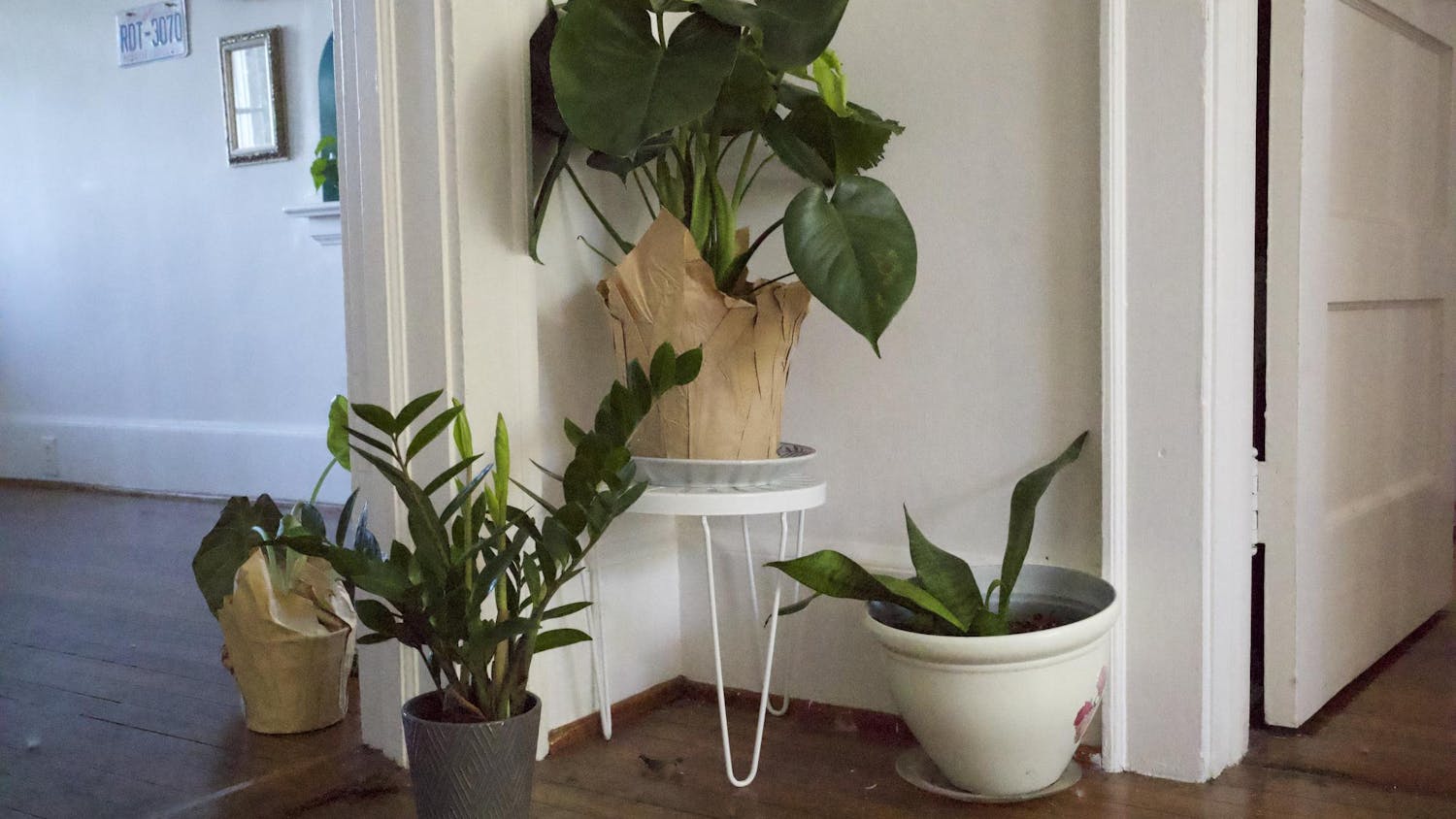 FILE — A photo illustration of houseplants at a student residence at the University of South Carolina on April 18, 2024. Studies suggest that caring for plants can help lower anxiety, enhance attention and decrease the severity of depression.