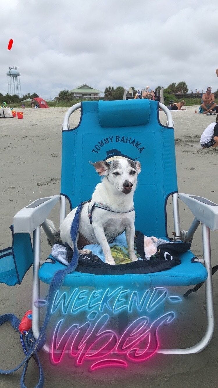 Oreo's tail is curly.