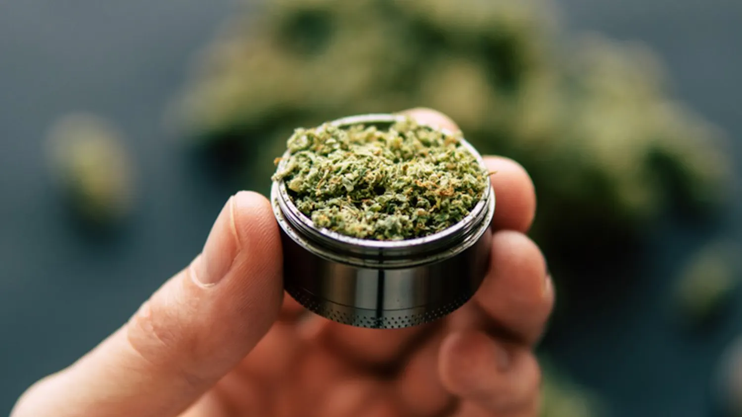 Even though cannabis use remains a federal crime, individual states are leading the way to legalization in their own regions. According to Leafly.com, a cannabis information website, adult use of cannabis has been legalized in nine states, including California, Colorado and Maine, plus Washington, D.C., while patients in 31 states, including Illinois, can legally access medical marijuana. (Dreamstime/TNS)