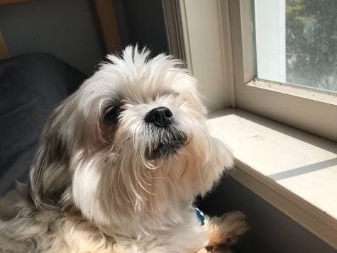 Bamboo is from Timonium, Maryland.