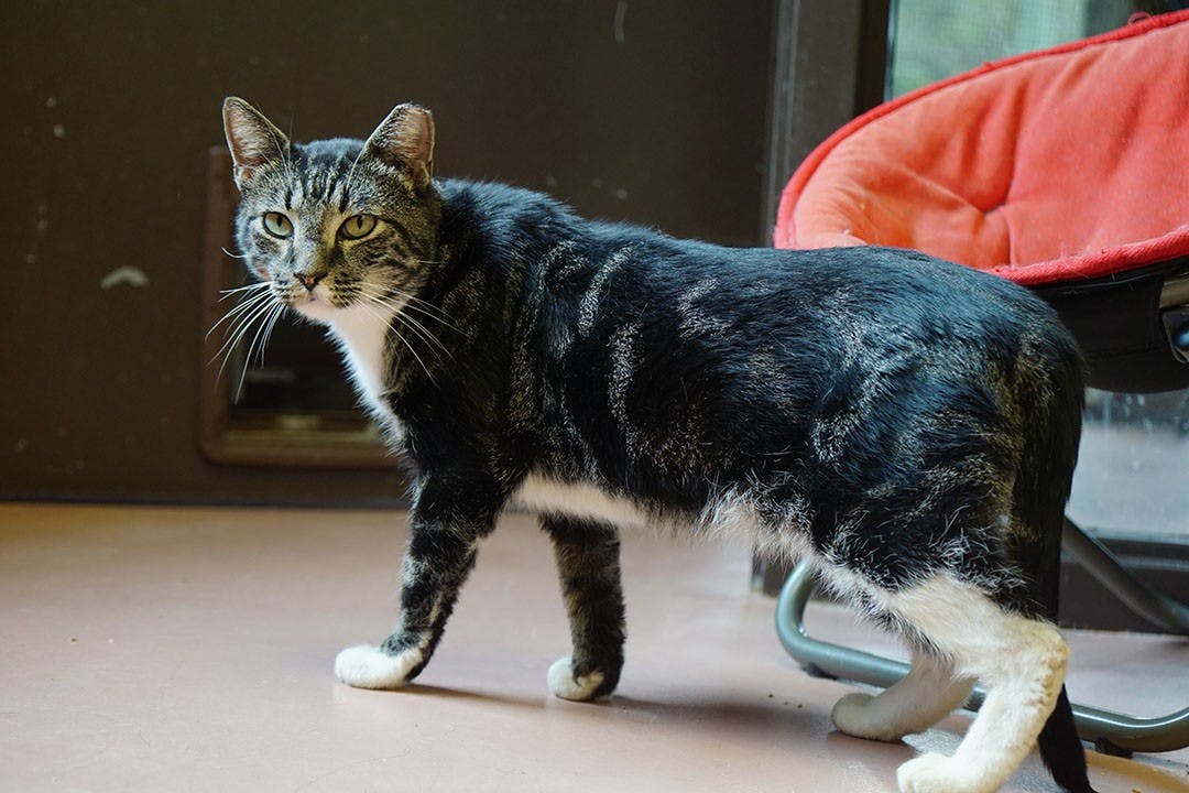 Voltorb, a tabby cat, stands up to go to a nearby porch at City of Columbia Animal Services.