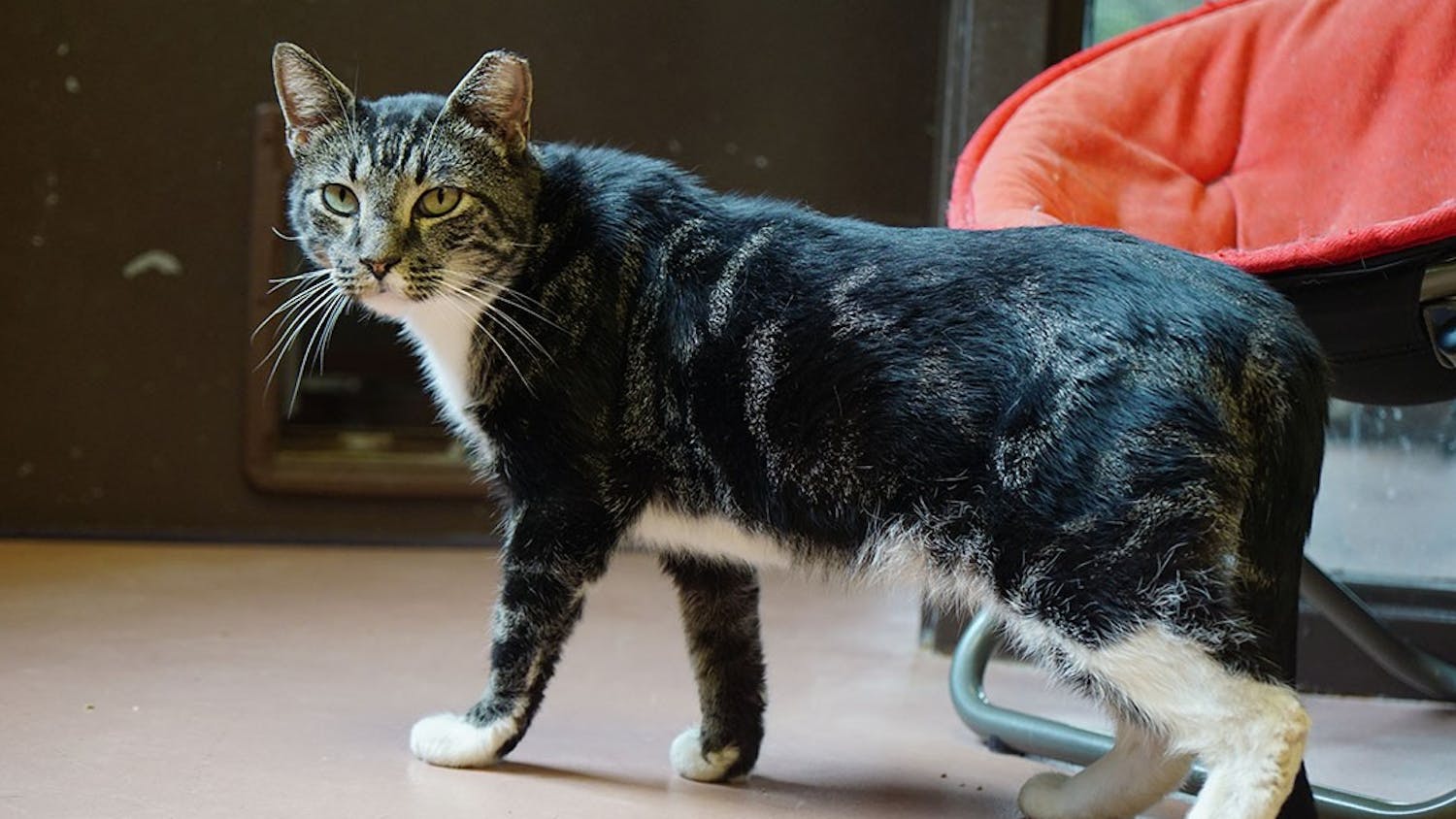 Voltorb, a tabby cat, stands up to go to a nearby porch at City of Columbia Animal Services.