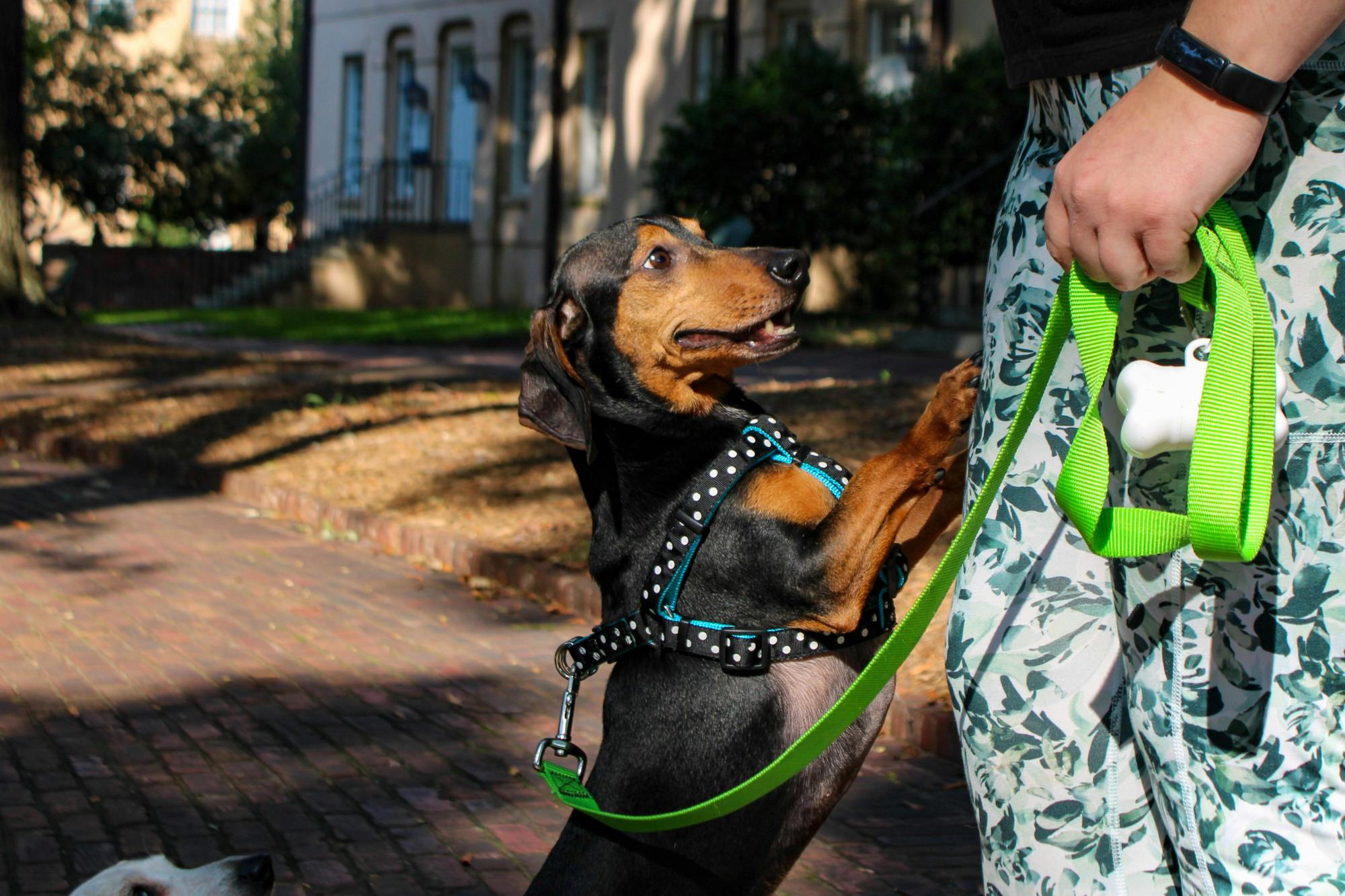 A black and brown dachshund greets its owner during a community dachshund walk held by Dachshunds of Columbia on Sept. 17, 2022. The Columbia dog-walking group gathered with their furry friends for a walk through USC's Horseshoe on Saturday morning.