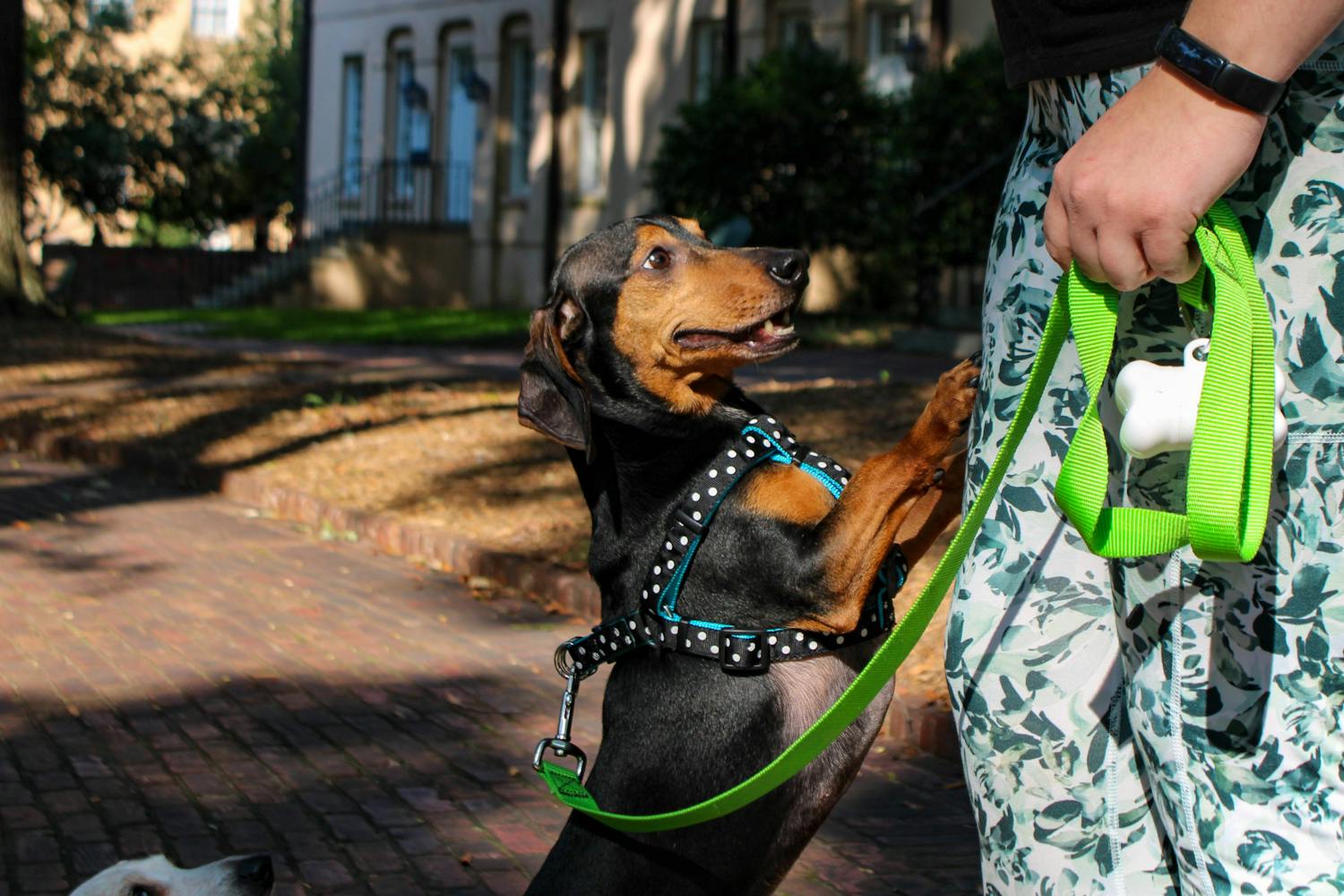 The Dachshunds of Columbia dog-walking group gathered on 鶹С򽴫ý's Horseshoe for a walk from campus to the S.C. Statehouse during one of their many social events this year. The dog walk held on Sept. 17, 2022, saw a variety of small dachshunds walk alongside their owners as the group congregated to socialize and snap pictures of their adorable animals.