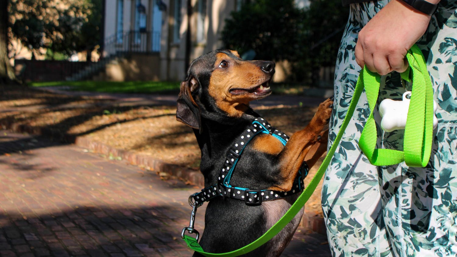 A black and brown dachshund greets its owner during a community dachshund walk held by Dachshunds of Columbia on Sept. 17, 2022. The Columbia dog-walking group gathered with their furry friends for a walk through USC's Horseshoe on Saturday morning.
