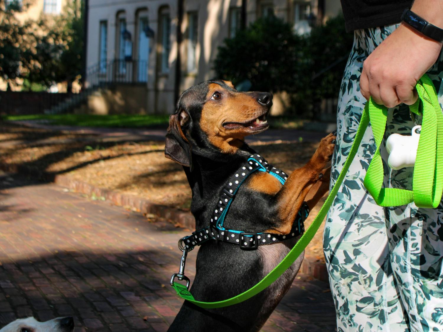A black and brown dachshund greets its owner during a community dachshund walk held by Dachshunds of Columbia on Sept. 17, 2022. The Columbia dog-walking group gathered with their furry friends for a walk through USC's Horseshoe on Saturday morning.