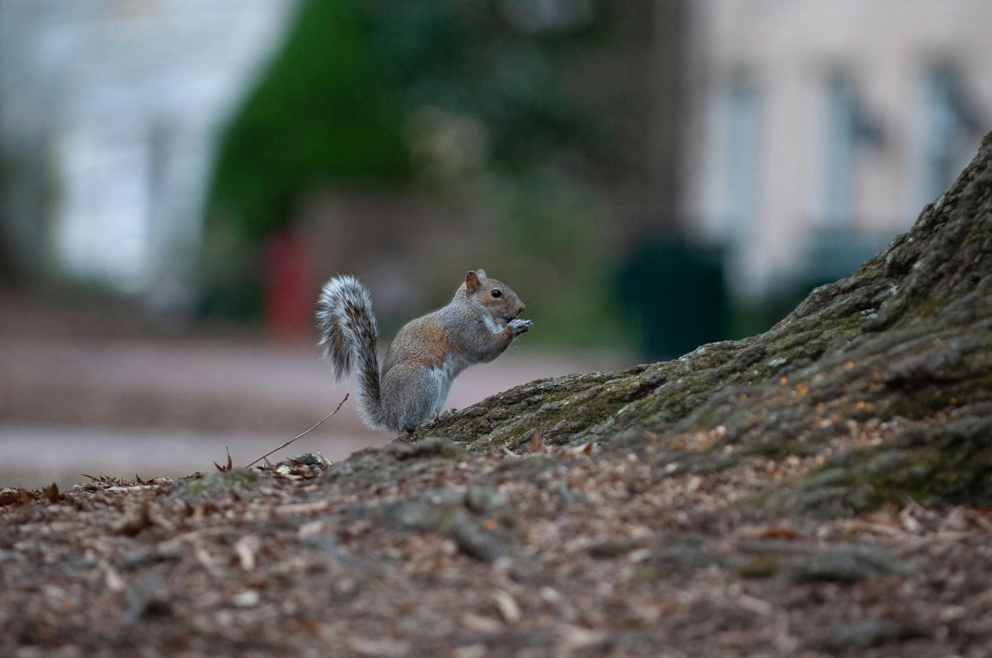 PHOTOS Campus Animals The Daily Gamecock at University of South Carolina