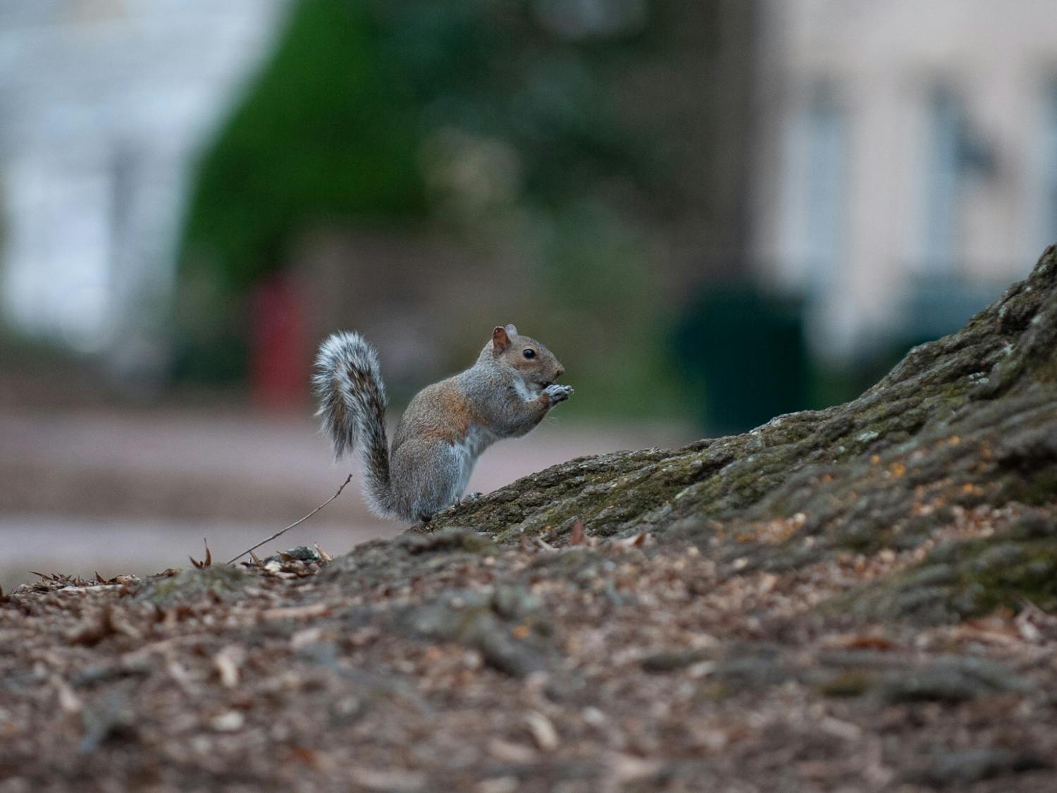A squirrel sits in USC's Horeshoe beside a tree on Feb. 6, 2022. The Carolina campus is home to several animals including birds, squirrels and cats
