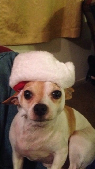 A puppy sporting a Santa hat for the holiday season.