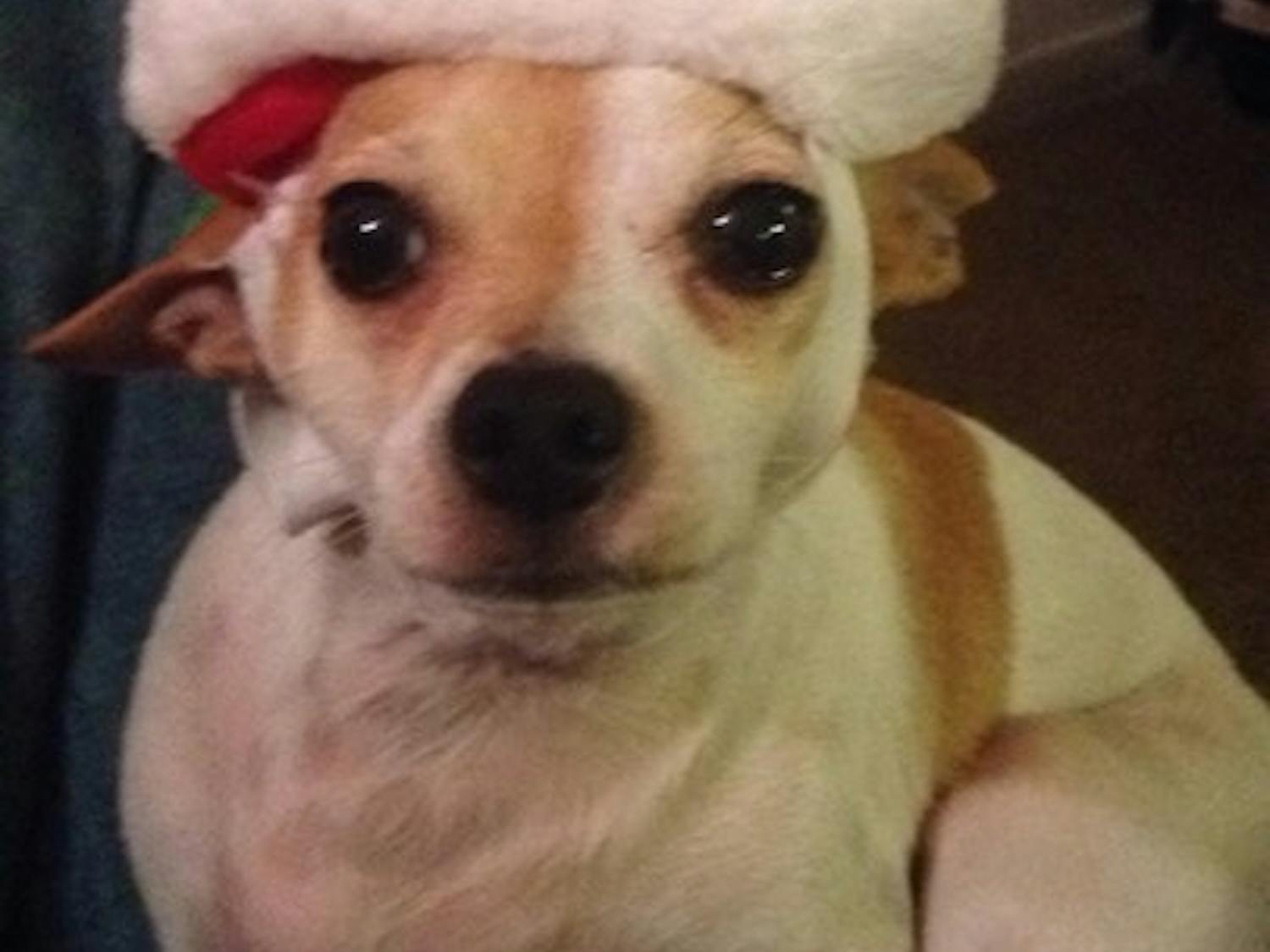 A puppy sporting a Santa hat for the holiday season.