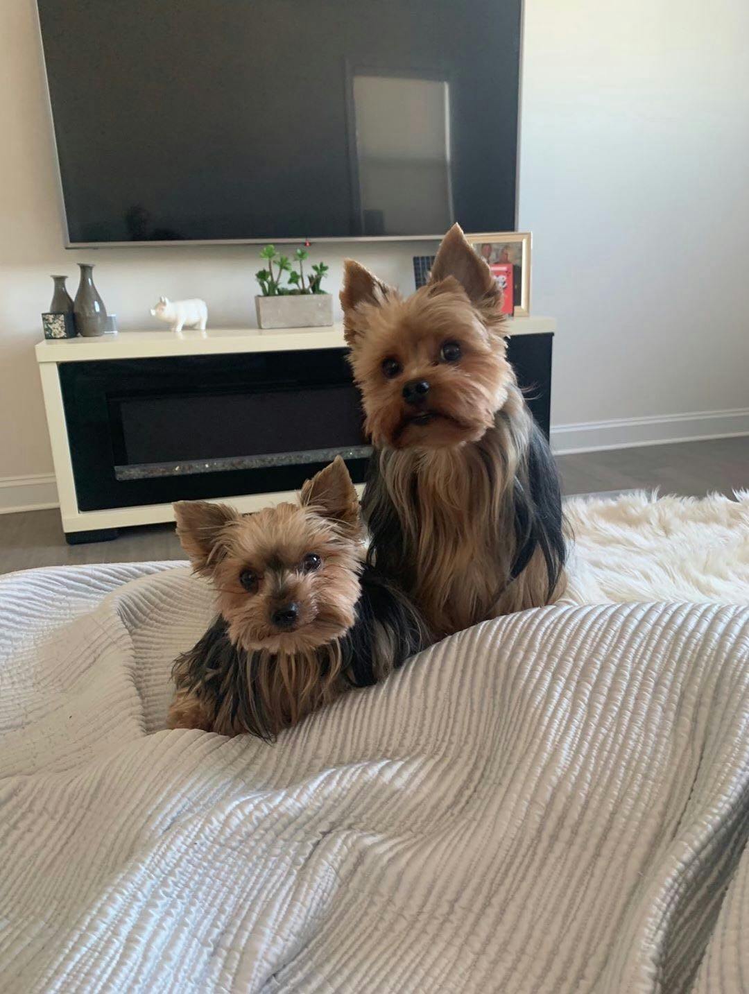 Piglet (left) loves cheese, and Beane (right) is the offspring of the former #1 yorkie in the country.