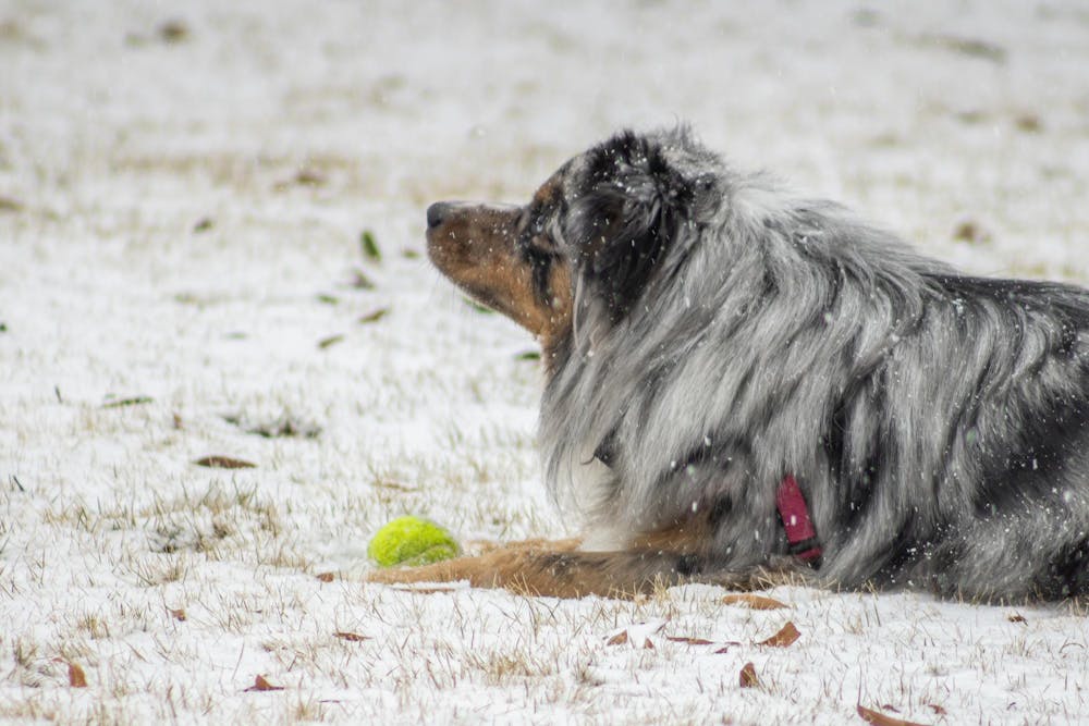 snowdaymollystover-08