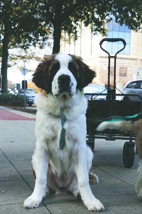 Molly Weasly, 5 months, Saint Bernard