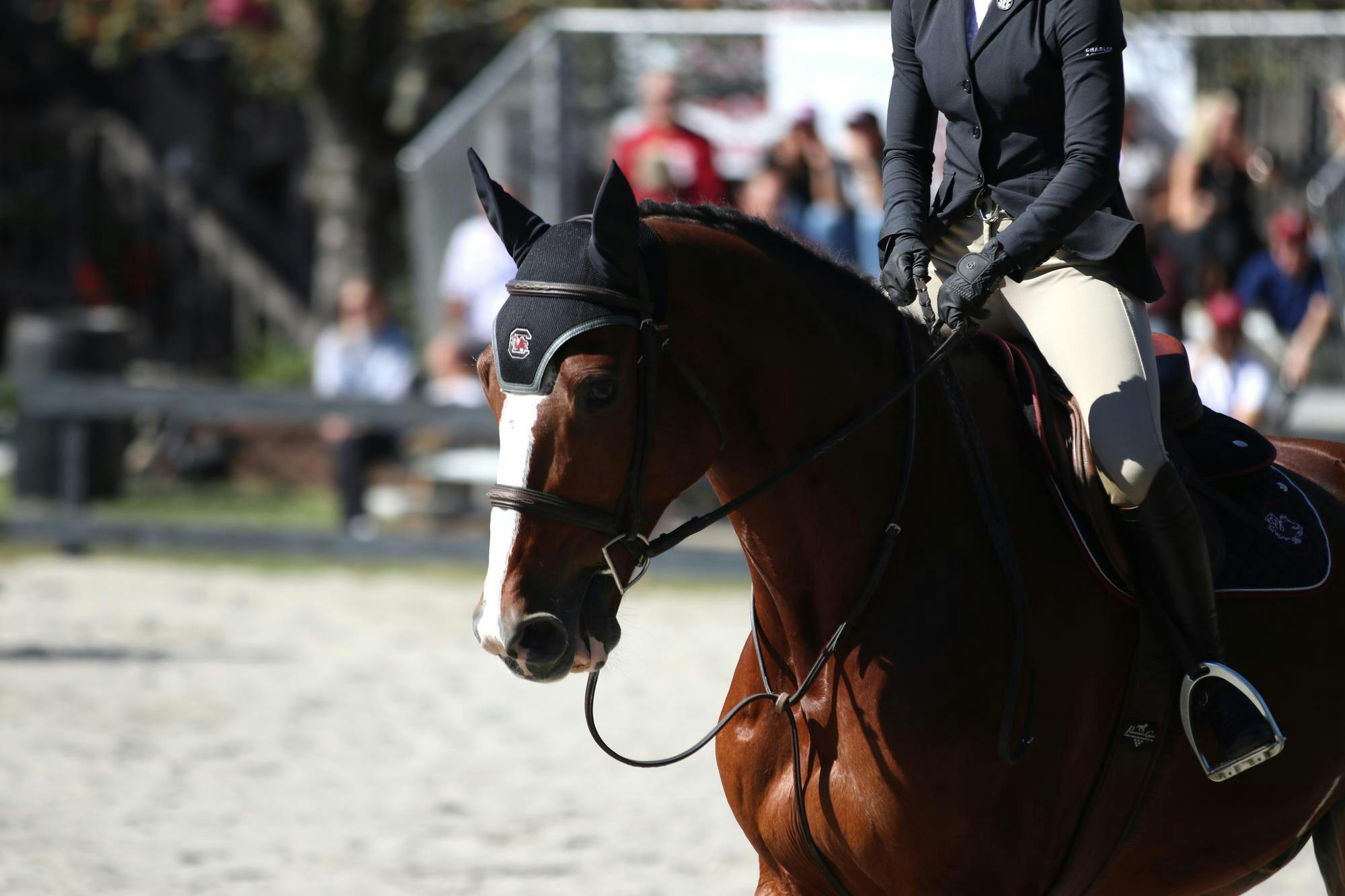 Jumping seat sophomore Alyssa Bauer rides MJ in the second half of the fences division against Texas A&amp;M on Oct. 17, 2025. Bauer scored a 92.5 with her round, securing the win in fences 4-1 for the Gamecocks.