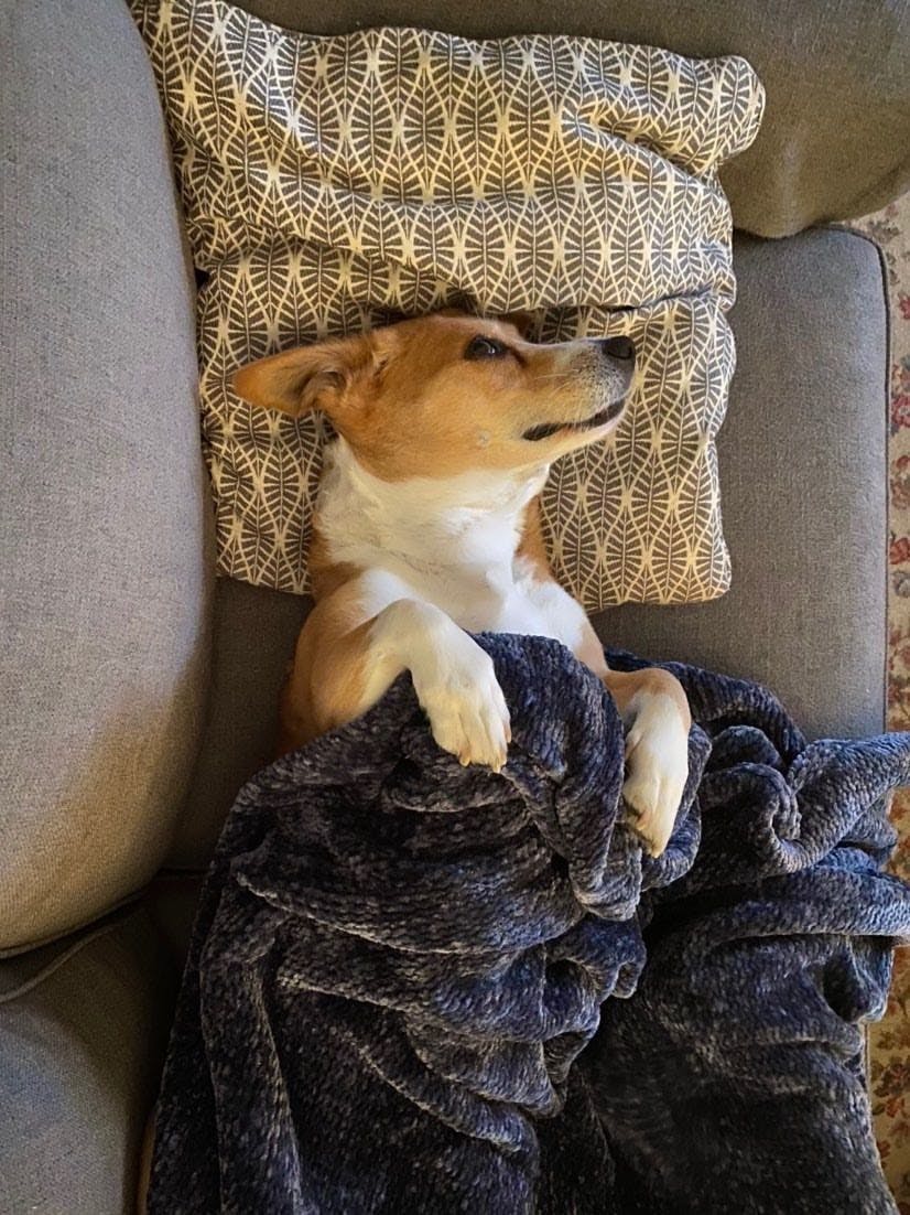 Penny's favorite hobbies are eating whatever falls on the floor and taking naps like a human.