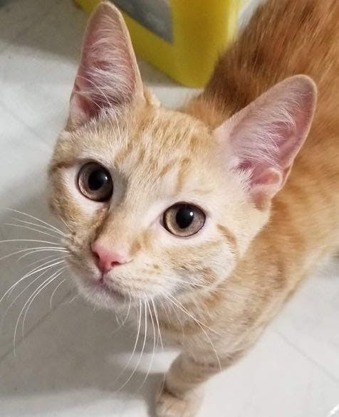 Cheese is from Lexington, South Carolina.