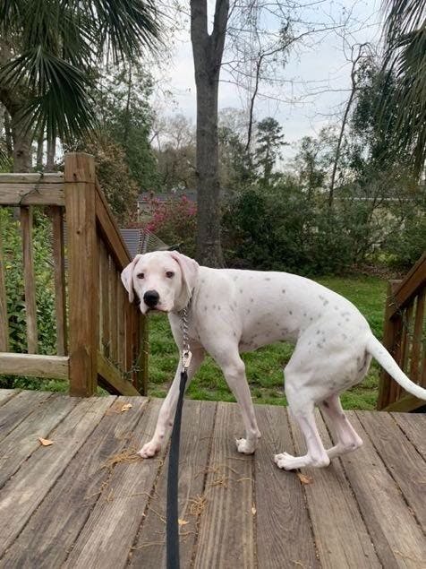 Milo loves enjoying the sun.