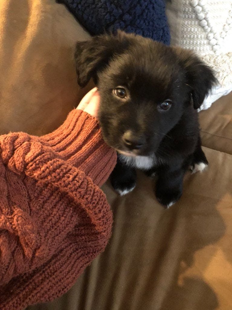 Happy's favorite thing to do is roll in lavender bushes.