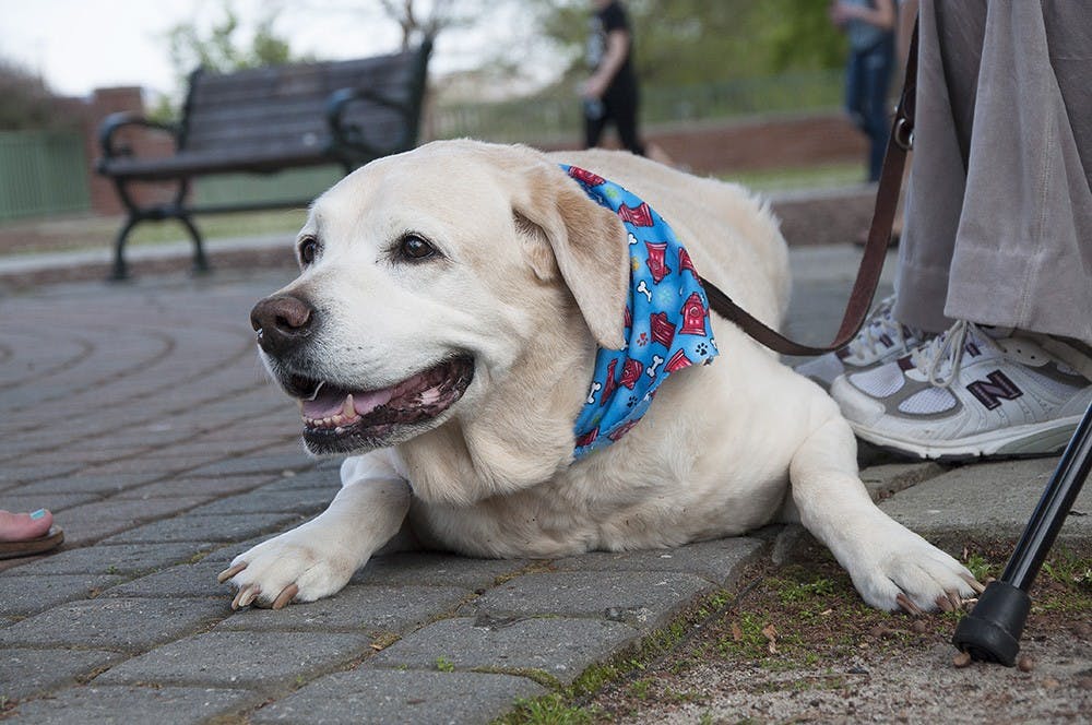 doggiefashionshow_brianalmond_012