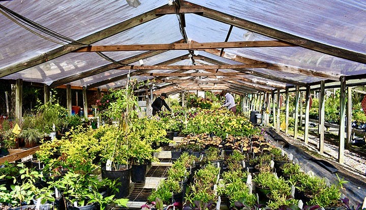 &nbsp;The inside of one of the greenhouses located on the lot. Each greenhouse and tent like structure has a variety of plants ranging from indoor to outdoor natives.