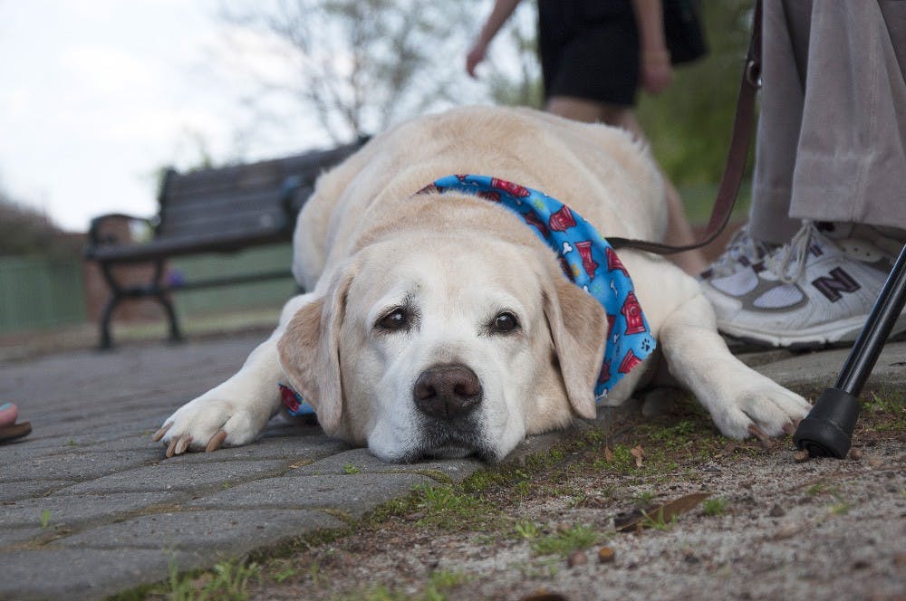 doggiefashionshow_brianalmond_013